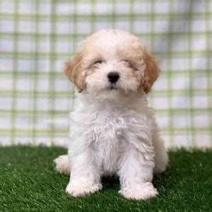 Where To Find Maltipoo Puppies For Sale Near Me Under 500