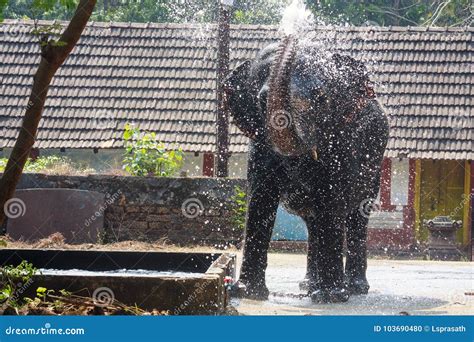 Elefant Som Besprutar Vatten I Elefantfristaden Guruvayoor