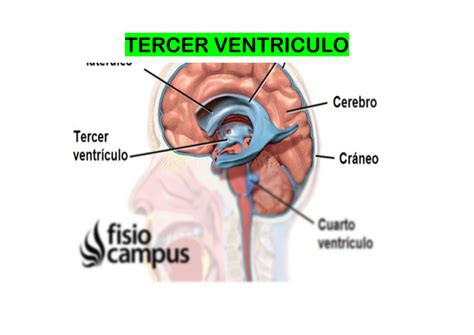 Prosa Decisión Feudal Tercer Ventriculo Anatomia Difícil Vida Músculo