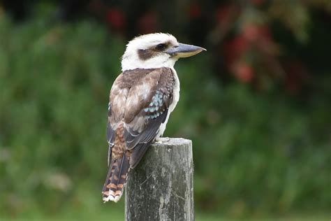 Kookaburra Australia Bird - Free photo on Pixabay