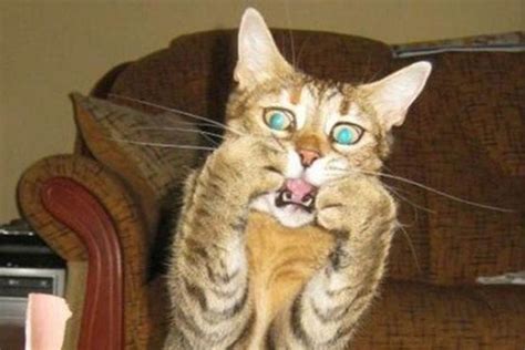 shocked cat Memes - Imgflip