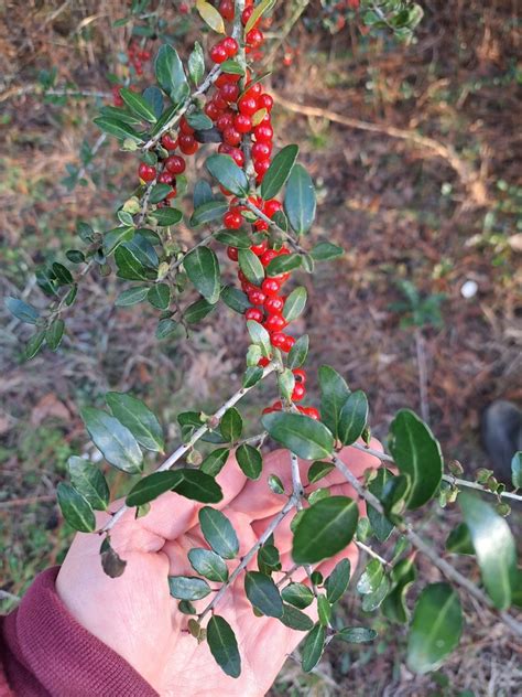 Yaupon Holly From Jay Fl 32565 Usa On January 28 2024 At 0438 Pm By