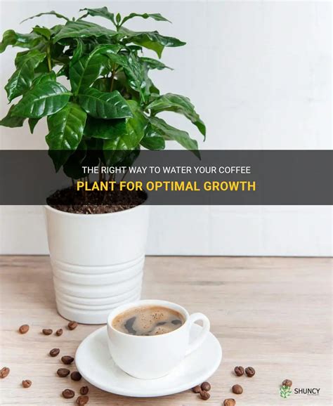 The Right Way To Water Your Coffee Plant For Optimal Growth | ShunCy