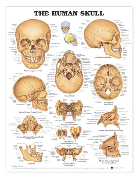 the human skull is shown in this poster