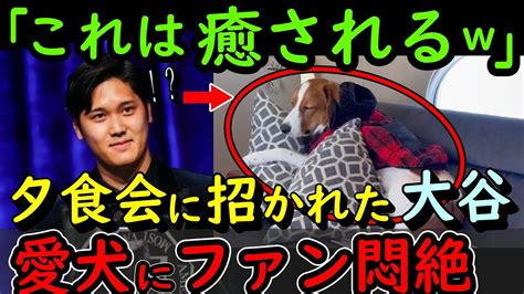 大谷翔平の愛犬・デコピンが旅のお供に同席でファンが悶絶‼snsにコメント殺到「これは癒されるw」【何が起きてるjapan】 Youtube