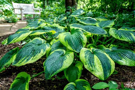 Frances Williams Hosta Plant Care And Growing Guide