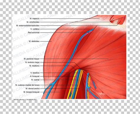 Shoulder Deltoid Muscle Nerve Anatomy Png Clipart Anatomy Angle