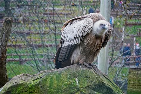 Griffon Vulture Majestic Free Photo On Pixabay Pixabay