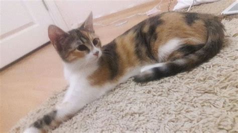 Kaliko Kedi Kedi Hayvanları Blog