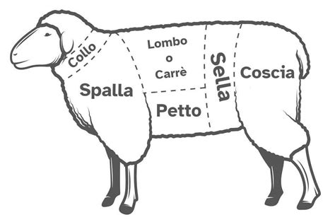 Agnello