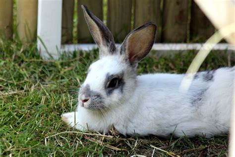 How To Keep Your Rabbits Cool During The Summer Critter Mamas