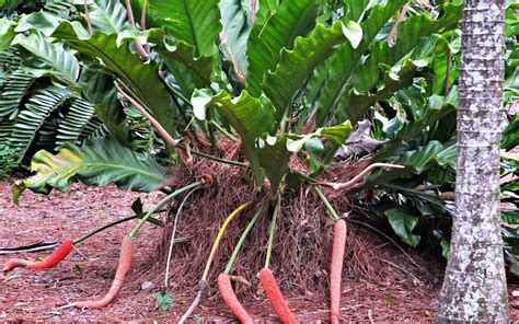 Anthurium Radicans Species Profile And Care Guide Plant Index