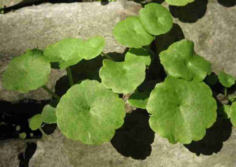 Ombelico Di Venere Umbilicus Rupestris Caratteristiche Botaniche E Usi