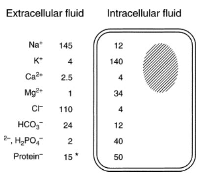 Clin Path Body Fluid Homeostasis And Osmolality Williams Flashcards