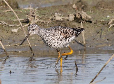 Greater Yellowlegs Tringa Melanoleuca Breeding Plumage P Flickr