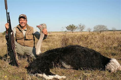 Trophy Hunting The Ostrich In South Africa Ash Adventures