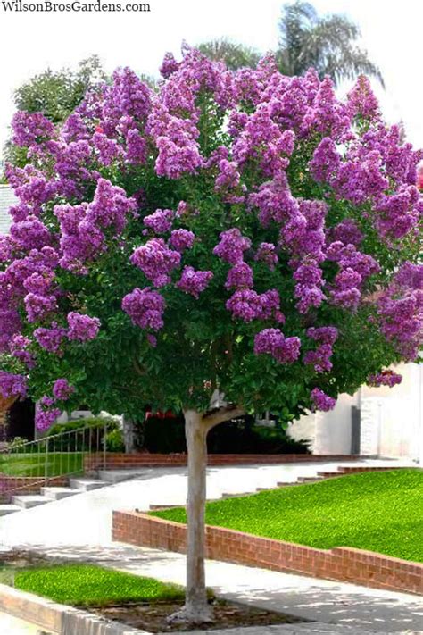 Buy Twilight Purple Crape Myrtle Tree | FREE SHIPPING | Wilson Bros