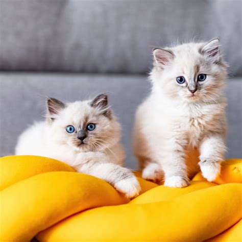 De Populaire Ragdoll Kat Ontdek Dit Unieke Kattenras Kattenu Nl