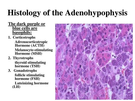 Adenohypophysis Cells Yale Histology Gallery Scientif - vrogue.co