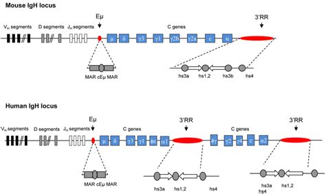 Murine And Human IgH Locus Upper Panel Schematic Diagrams Of The