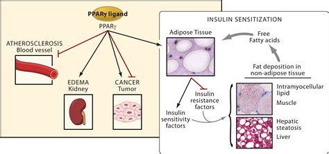 The Many Faces of PPARγ Cell