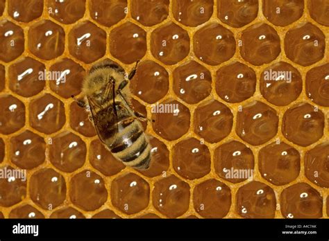 European Honey Bee Apis Mellifera Aspis Mellifica On Honey Comb