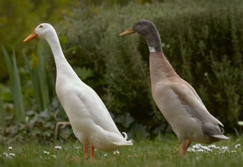 Deutsche Pekingente Legeleistung Charakter Und Haltung