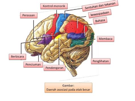 Biologi Gonzaga Test Syaraf Dan Indera Smp