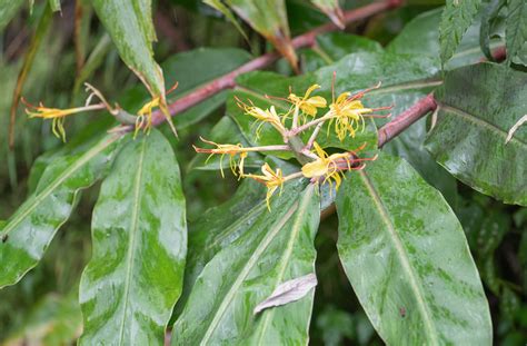 Kahili Ginger Hedychium Gardnerianum Morten Ross