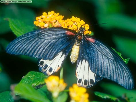 Imagenes Mariposas Reales Imagui