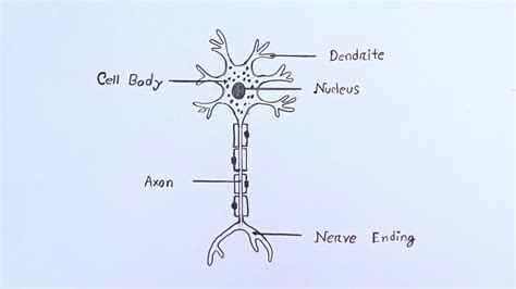 How To Draw Neuron Cell Easydraw Nervous System Easy Youtube