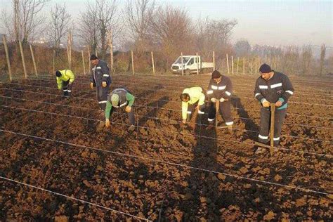 Kocaeli Nde Bin Uha Fide Toprakla Bulu Tu