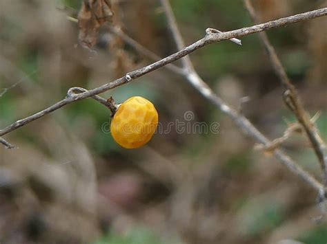 Small Yellow Berry on a Bare Branch in Wintertime Stock Image - Image of ball, yellow: 175345639