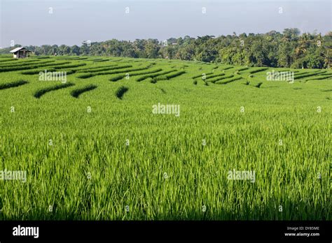 Green rice field in Bali Stock Photo - Alamy