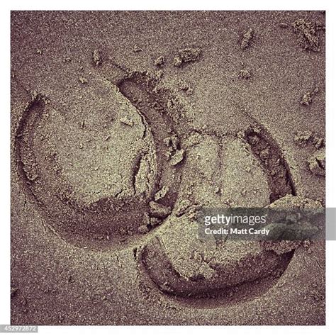 143 Donkey Hoof Stock Photos High Res Pictures And Images Getty Images