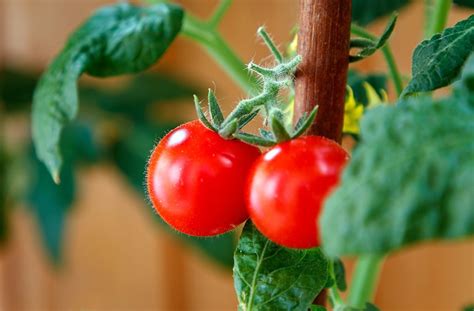 C Mo Plantar Tomates En Casa Gu A Consejos