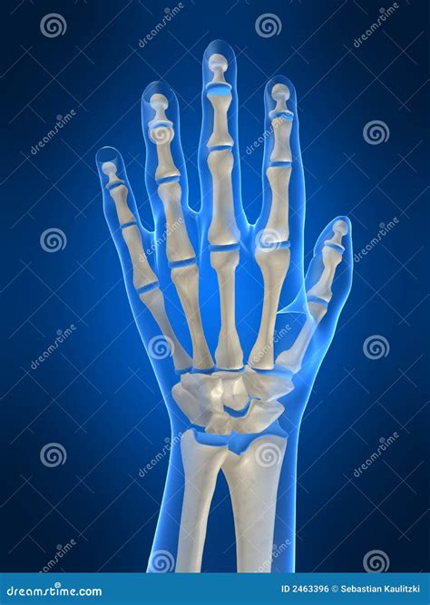 Skeletal Hand Stock Illustration Illustration Of Medical 2463396