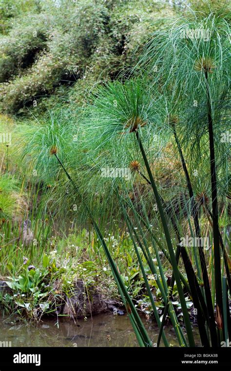 Papyrus Sedge Paper Reed Indian Matting Plant Nile Grass Stock