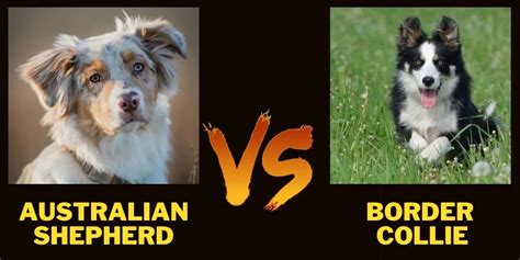 Australian Shepherd Vs Border Collie Which One Is Better Why