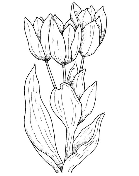 Desenhos De Flor De Tulipas 3 Para Colorir E Imprimir ColorirOnline