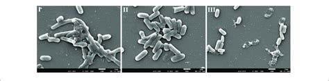 Representative Photomicrographs By Sem Of Biofilm Formed By E Coli