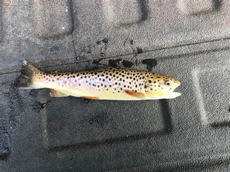 First Fall Brown Trout Of 2021 By Lodestar1 On Deviantart
