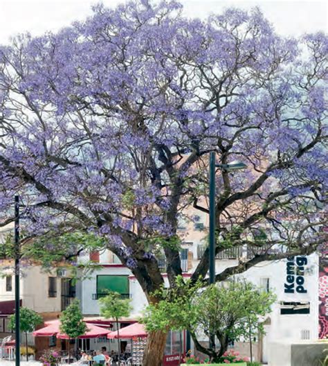 Arborização Urbana Descubra Quais Árvores São Ideais Para Plantar Nas