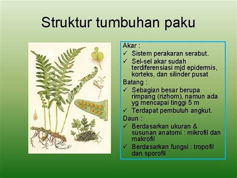 Detail Gambar Struktur Tumbuhan Paku Koleksi Nomer