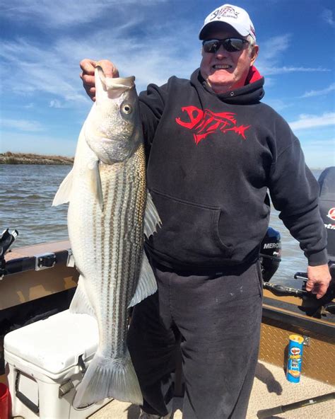 California Delta Striped Bass