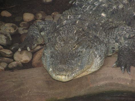 Paignton Zoo Nile Crocodile By Ssjgarfield On Deviantart