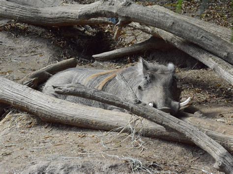 The Online Zoo Common Warthog