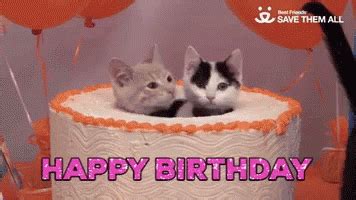 Happy Birthday Birthday Cake GIF - Happy Birthday Birthday Cake Kittens ...