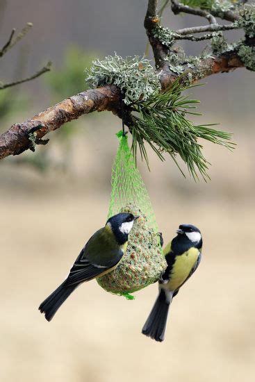 Great Tits Bird Feeder Parus Major Editorial Stock Photo Stock Image