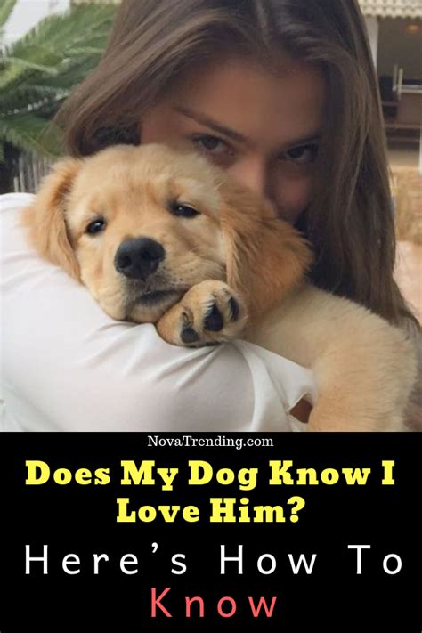 Does My Dog Know I Love Him Heres How To Know Training Your Dog